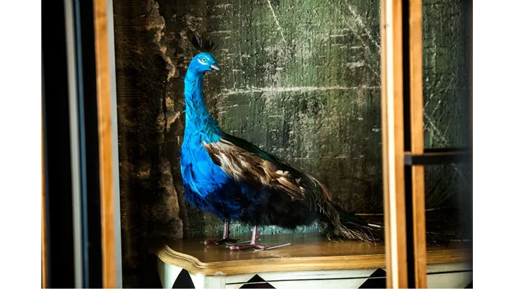 Ο «Mr. Peacock» μένει σε μια αυλή στο Χαλάνδρι 